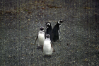 thumbs/Pinguinos.png